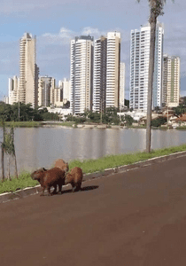 Descubra Campo Grande City Tour | Oiaká - Guias Brasileiros pelo Mundo