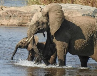 Kruger Park Safari em português | Oiaká - Guias Brasileiros pelo Mundo